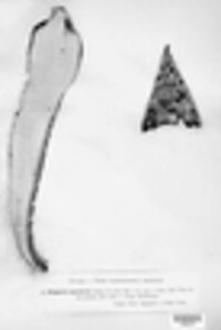 Polyporus squamosus image
